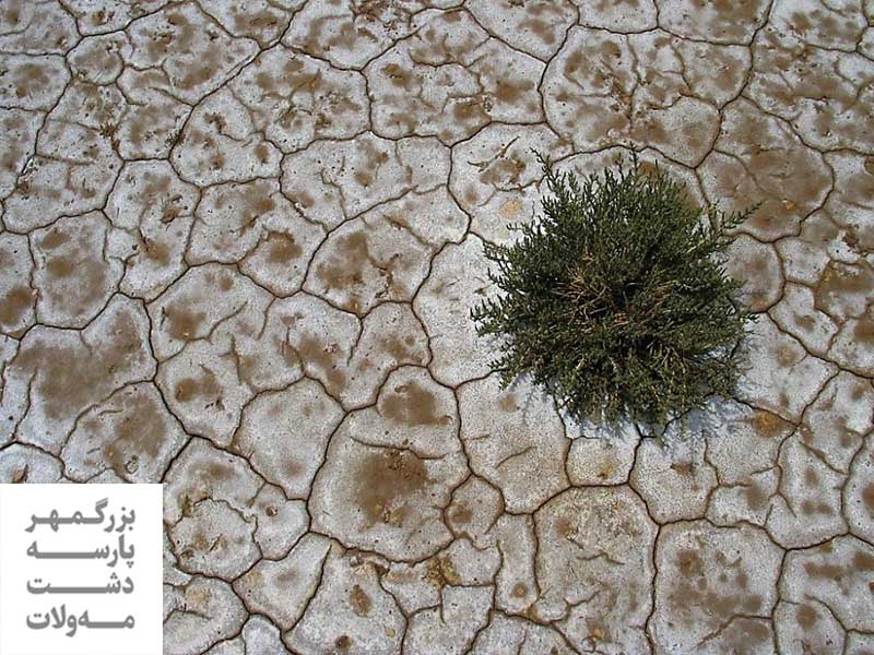 خاک شور