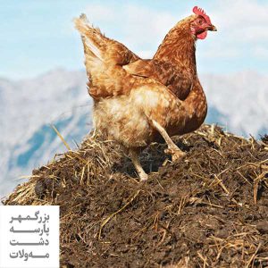 کود مرغی