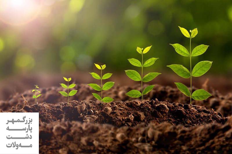 نقش آهن در تغذیه گیاهی