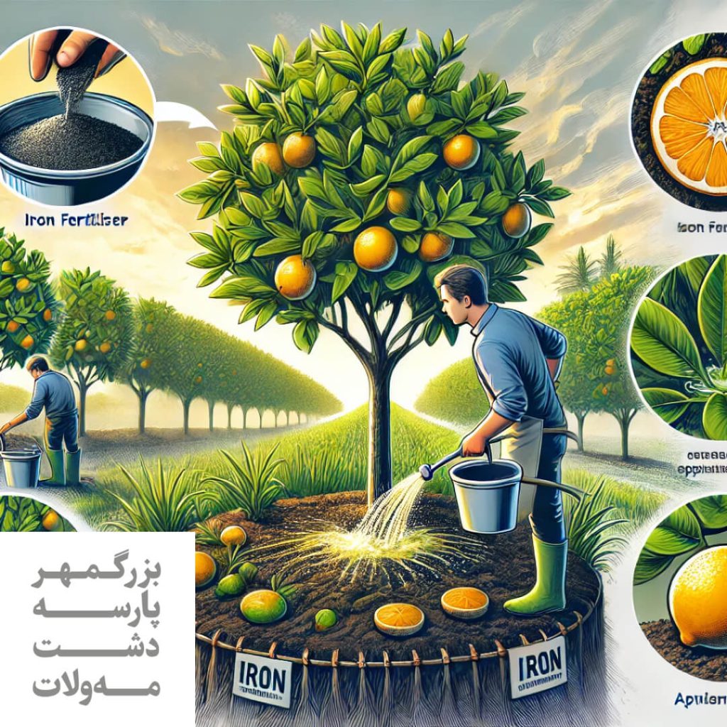 کود آهن برای درخت مرکبات