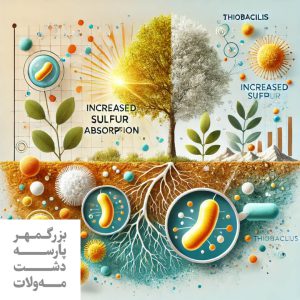 باکتری تیوباسیلوس