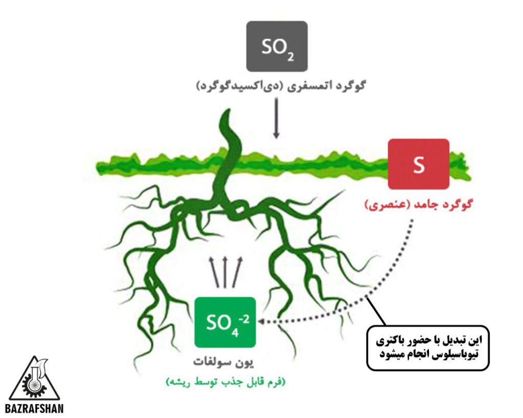 تبدیل گوگرد توسط تیوباسیلوس