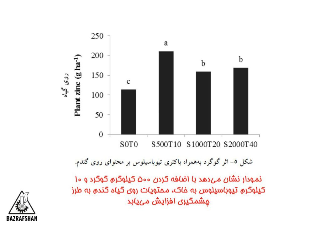 نقش تیوباسیلوس در افزایش دانه