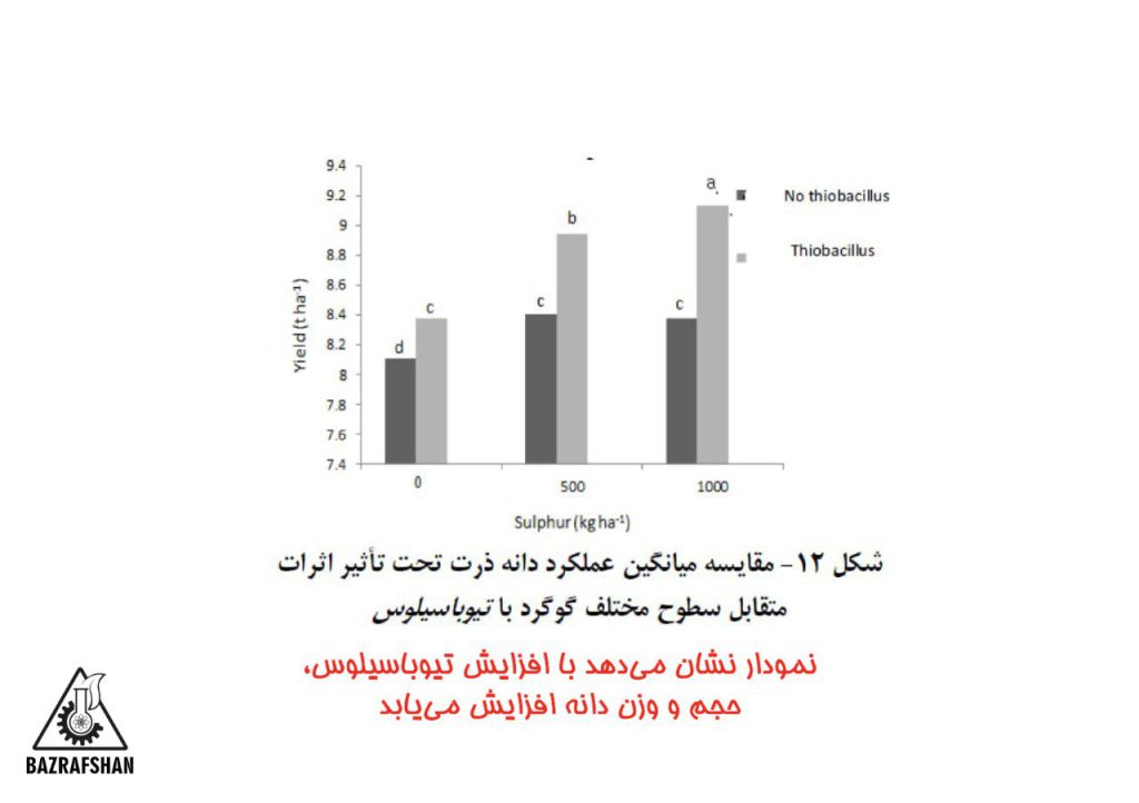 نقش تیوباسیول در افزایش دانه